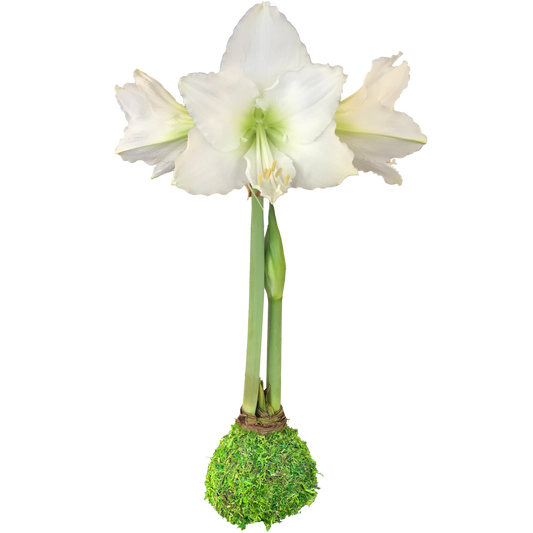 White Flower Moss Base 36+ 18 Bulbs/Case