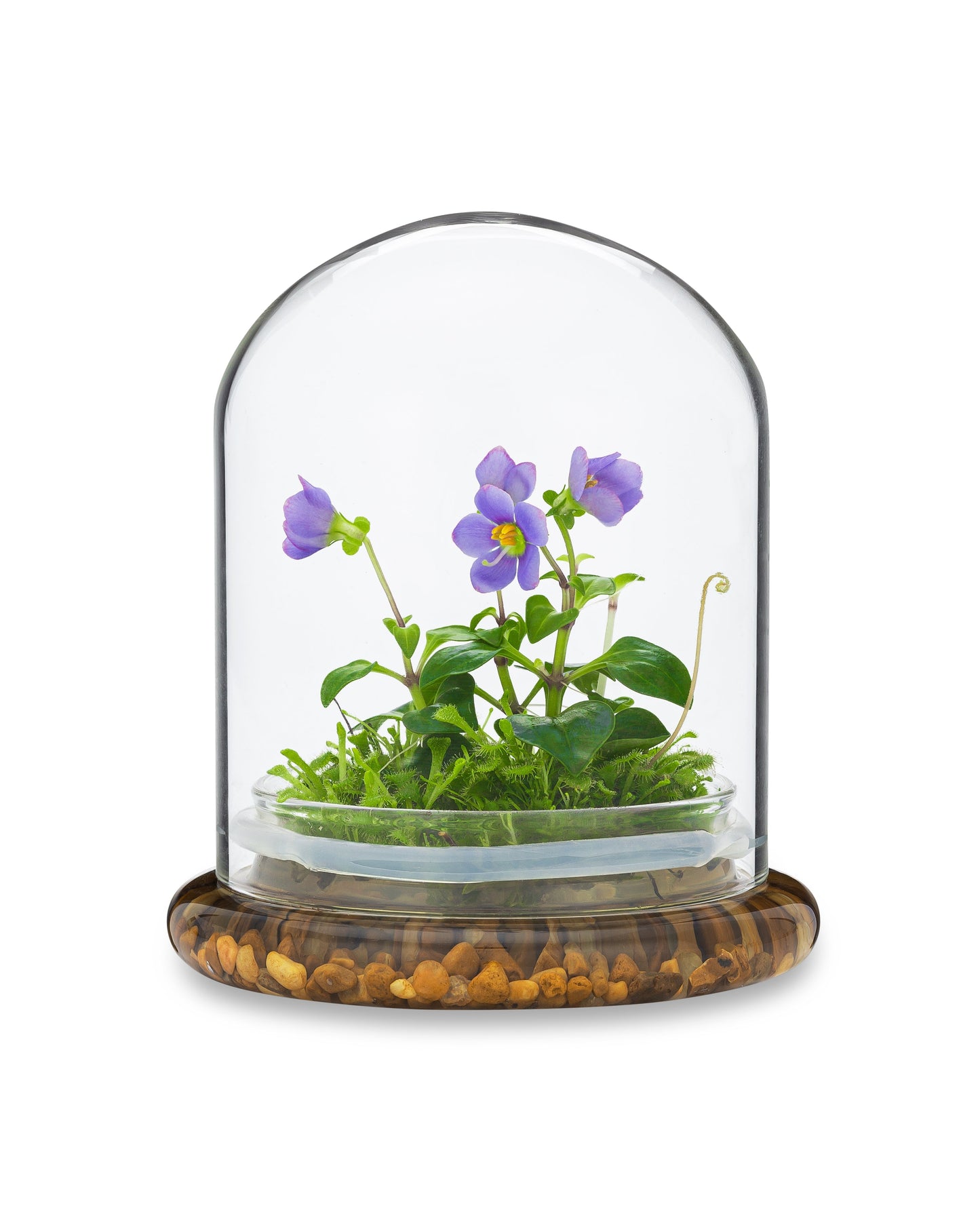 Persian Violet (Exacum Affine) with Sundew Moss, All Season Flowering, Dome Glass