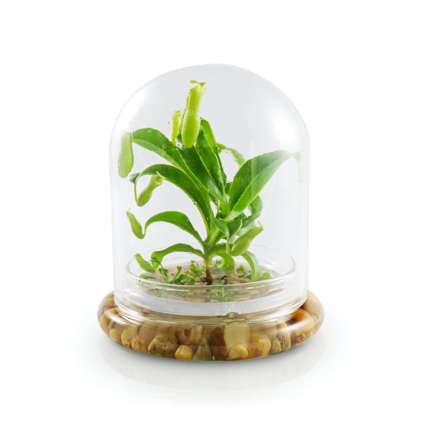 Live Pitcher Plant Terrarium, Nepenthes Tobaica with Moss, Must-have Home Décor