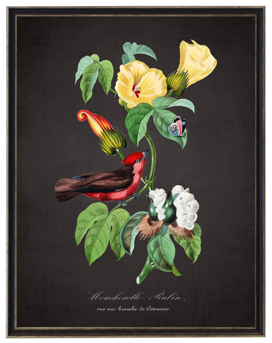 Vintage flycatcher and flower print on a distressed black background in a black and brushed silver frame sized 16x20