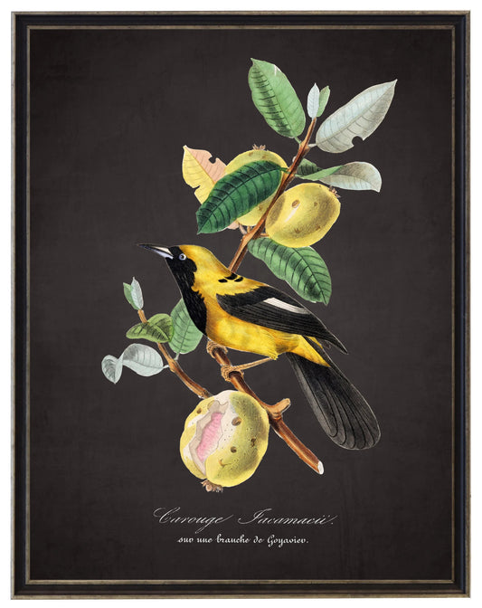 Vintage jacamar and flower print on a distressed black background in a black and brushed silver frame sized 16x20