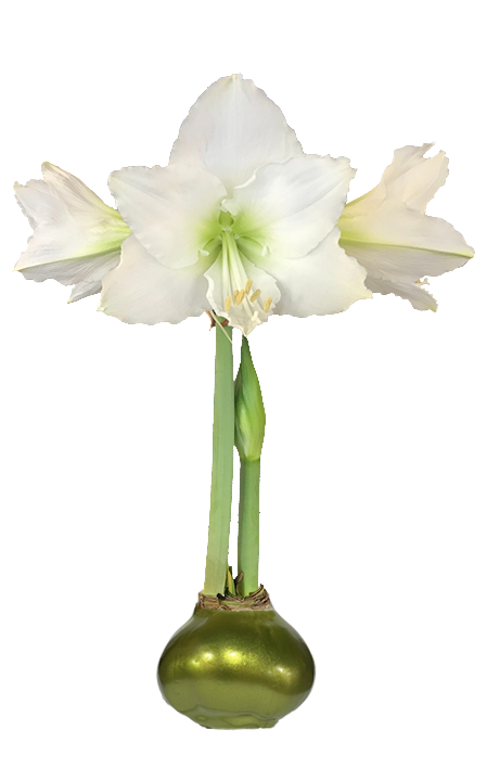 White Flower Olive Lacquer Base 36+ 18 Bulbs/Case
