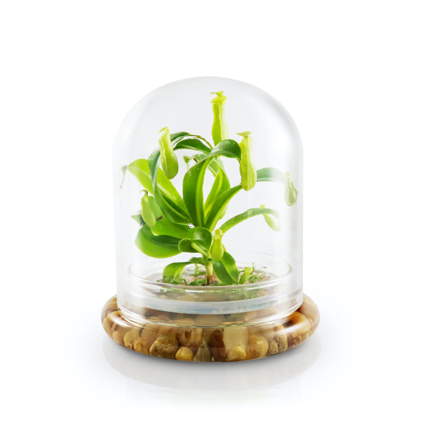 Live Pitcher Plant Terrarium, Nepenthes Tobaica with Moss, Must-have Home Décor