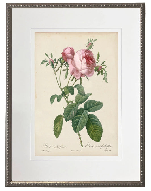 Vintage pink rose print matted in a cream mat