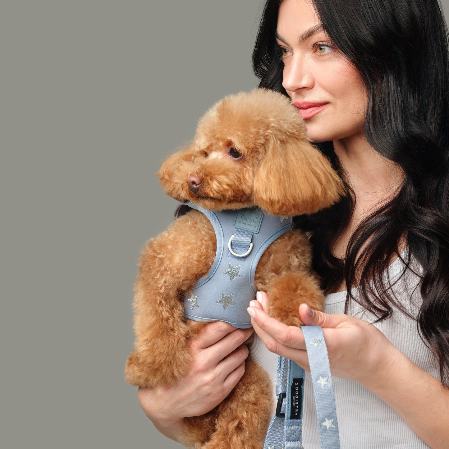 SoHo Dog Harness - Rockstar Hudson