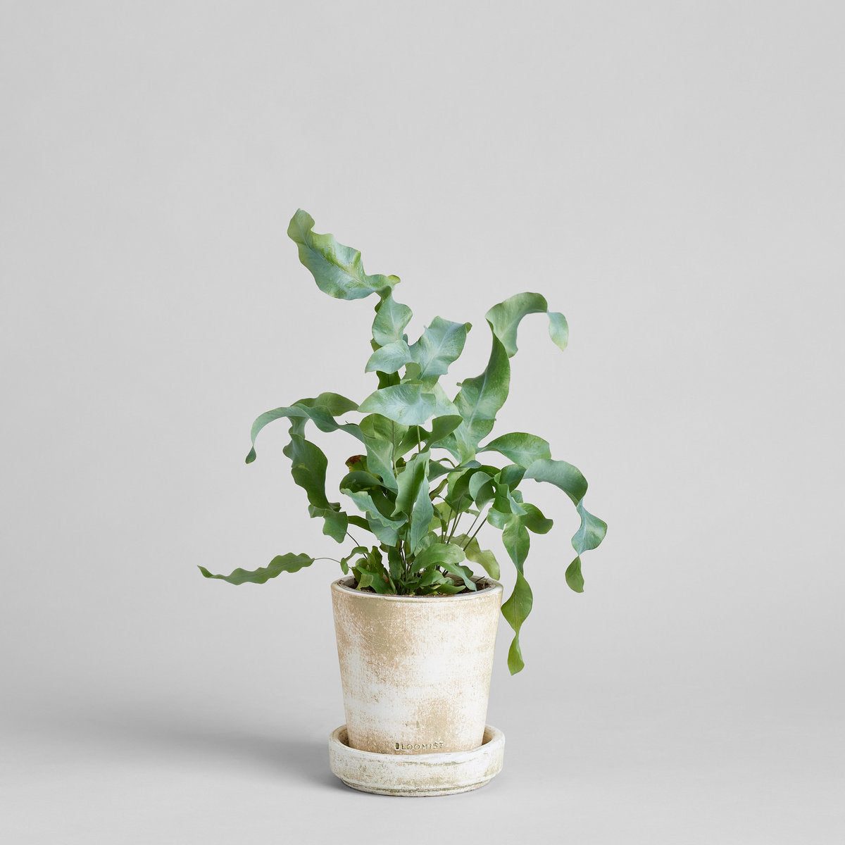 Basic Planter Tray, White Patina