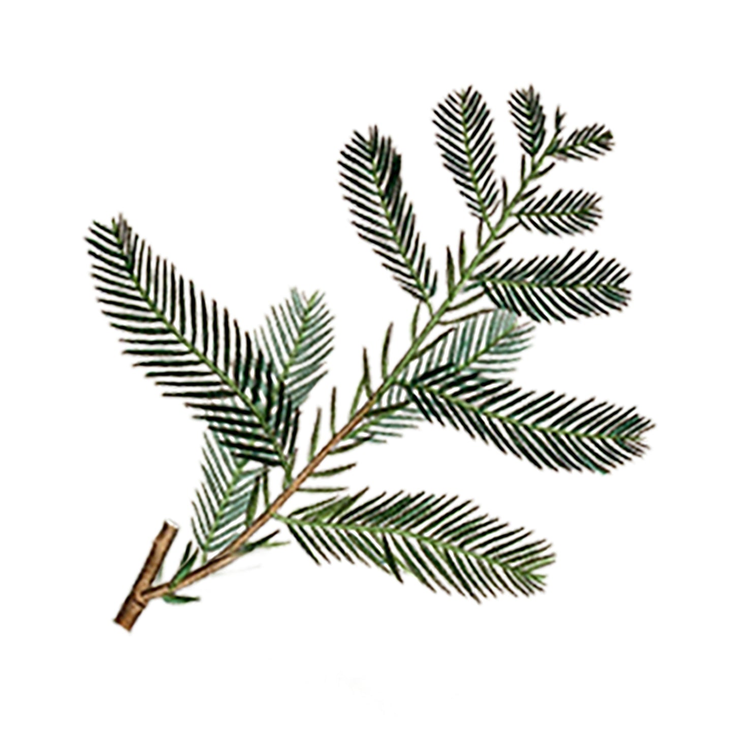 Cypress Essential Oil