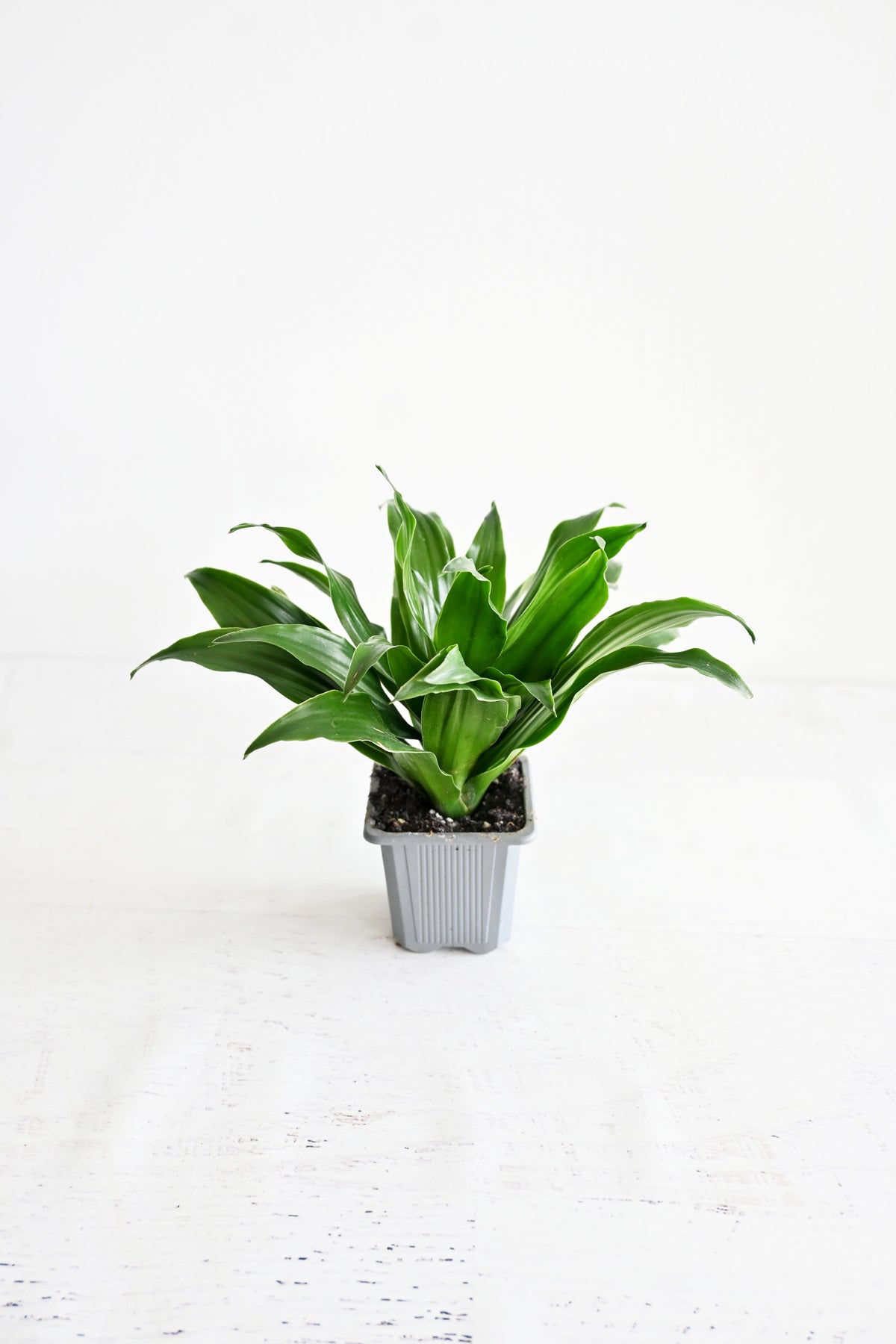Janet Craig Dracaena