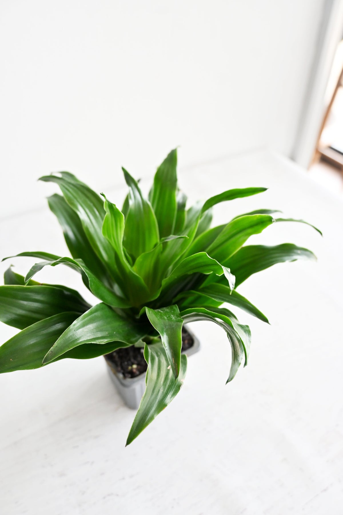 Janet Craig Dracaena