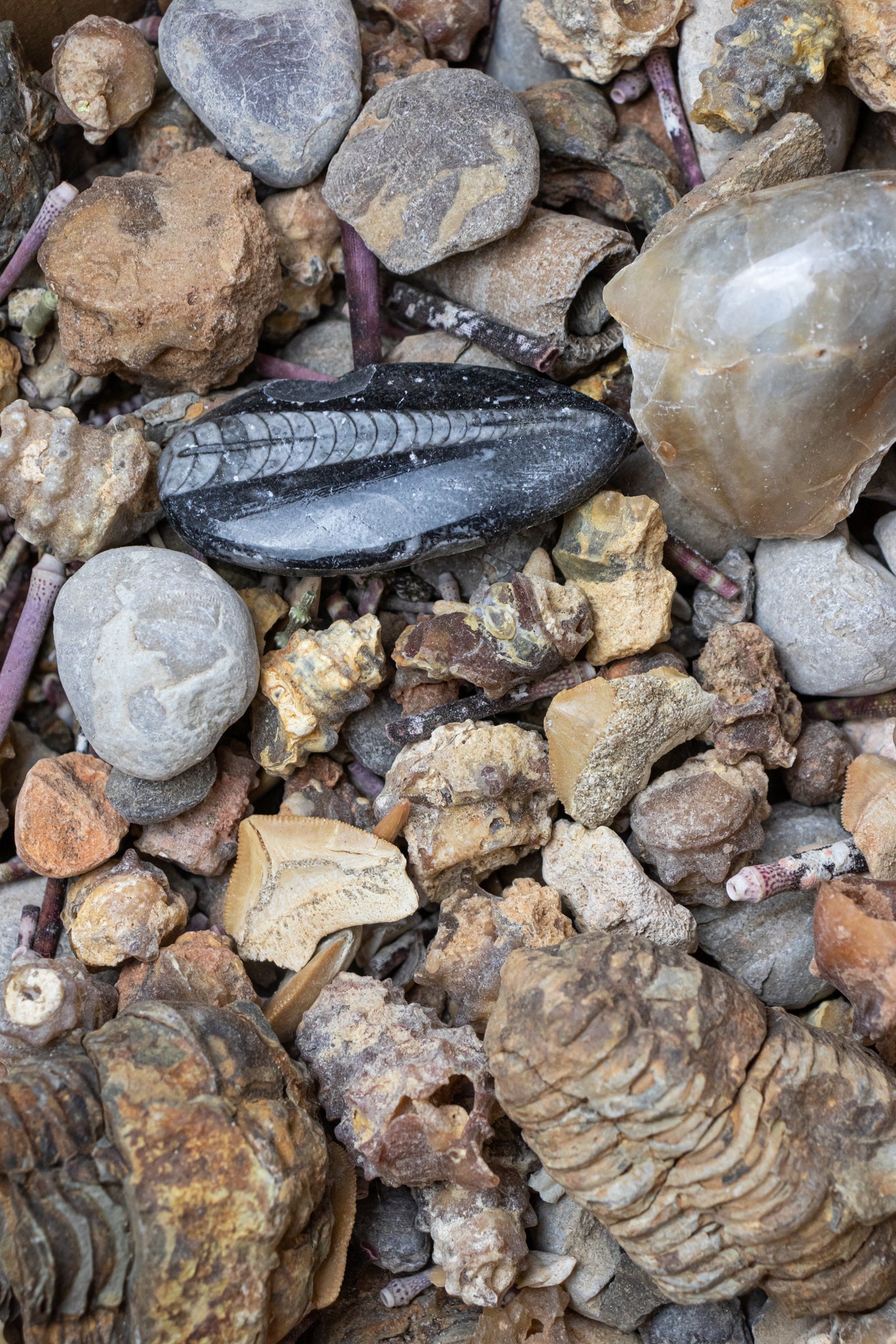 Fossil Fragment Bag - 1lb