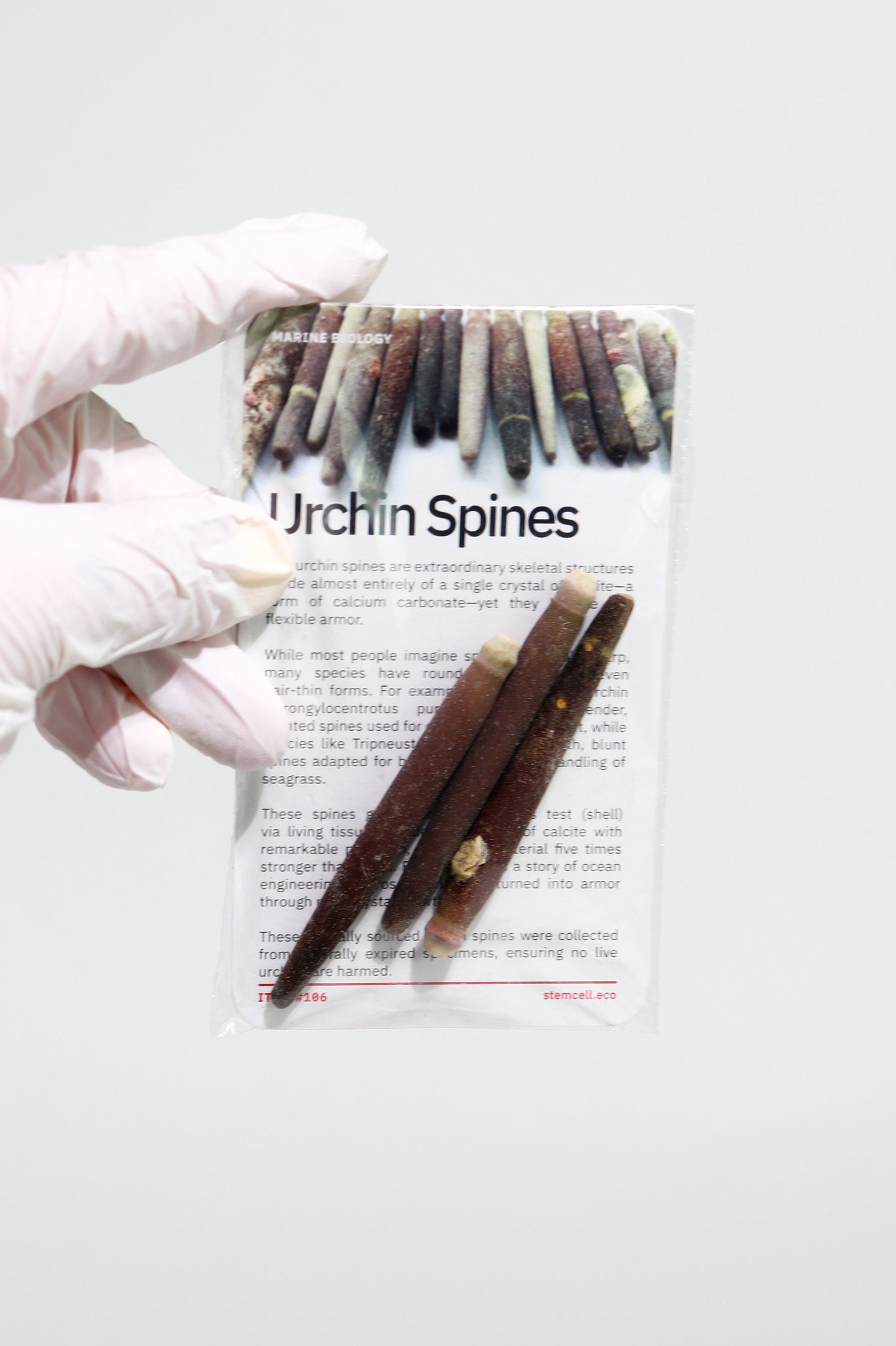 Sea Urchin Spines - 3-pack