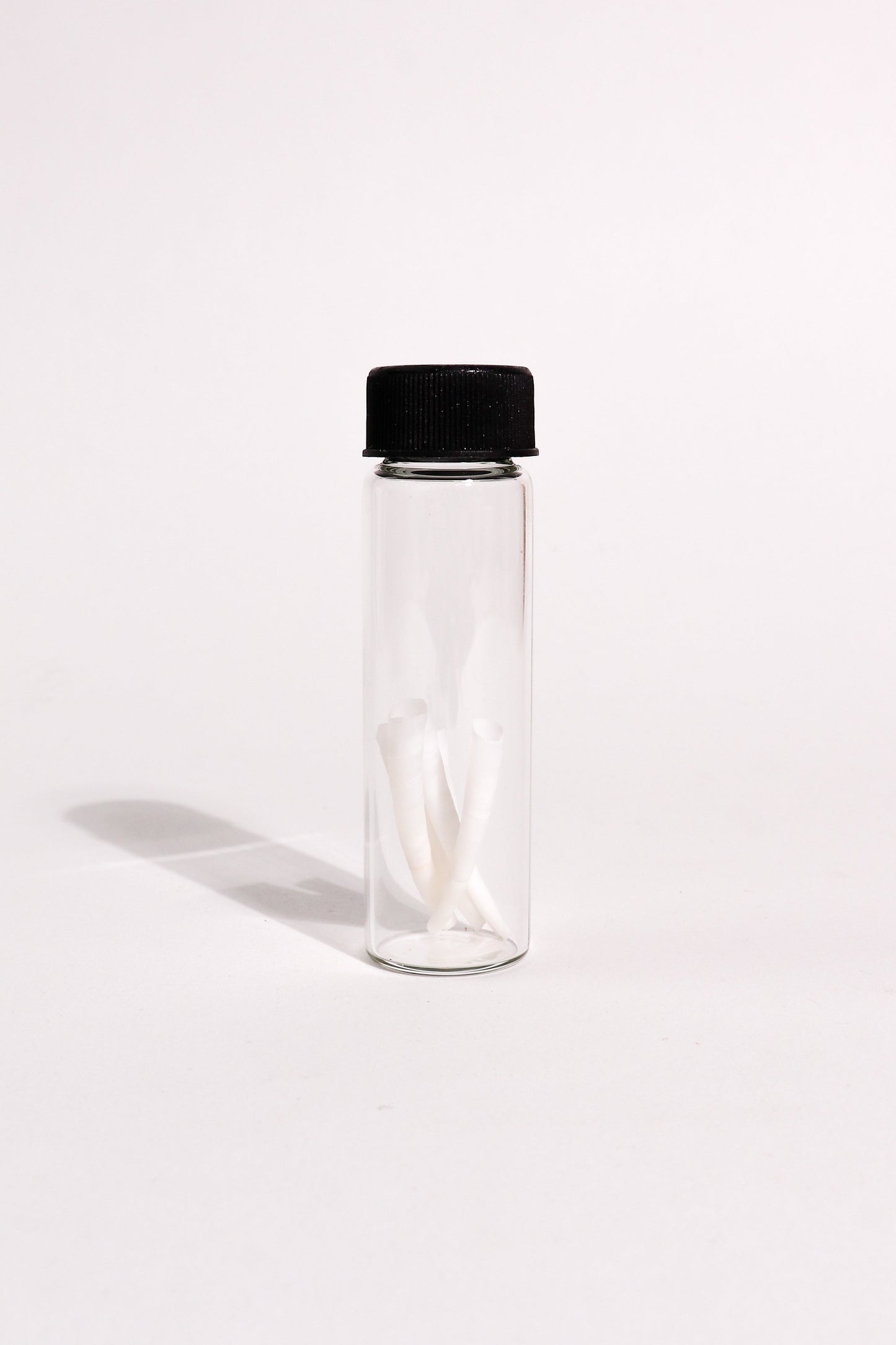 Tusk Shells (Dentalium Mollusk Shells)