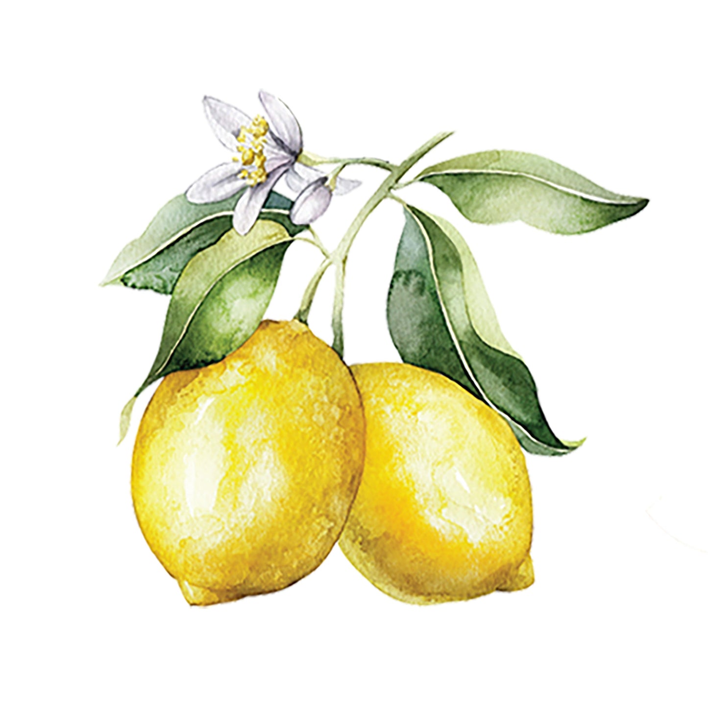 Lemon Essential Oil