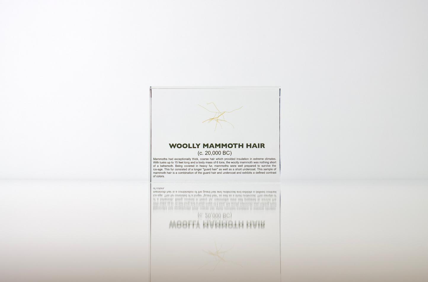 Woolly Mammoth Hair