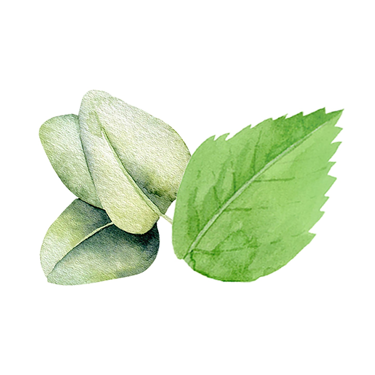 Mint & Eucalyptus Essential Oil Blend - Osadia Concept Store