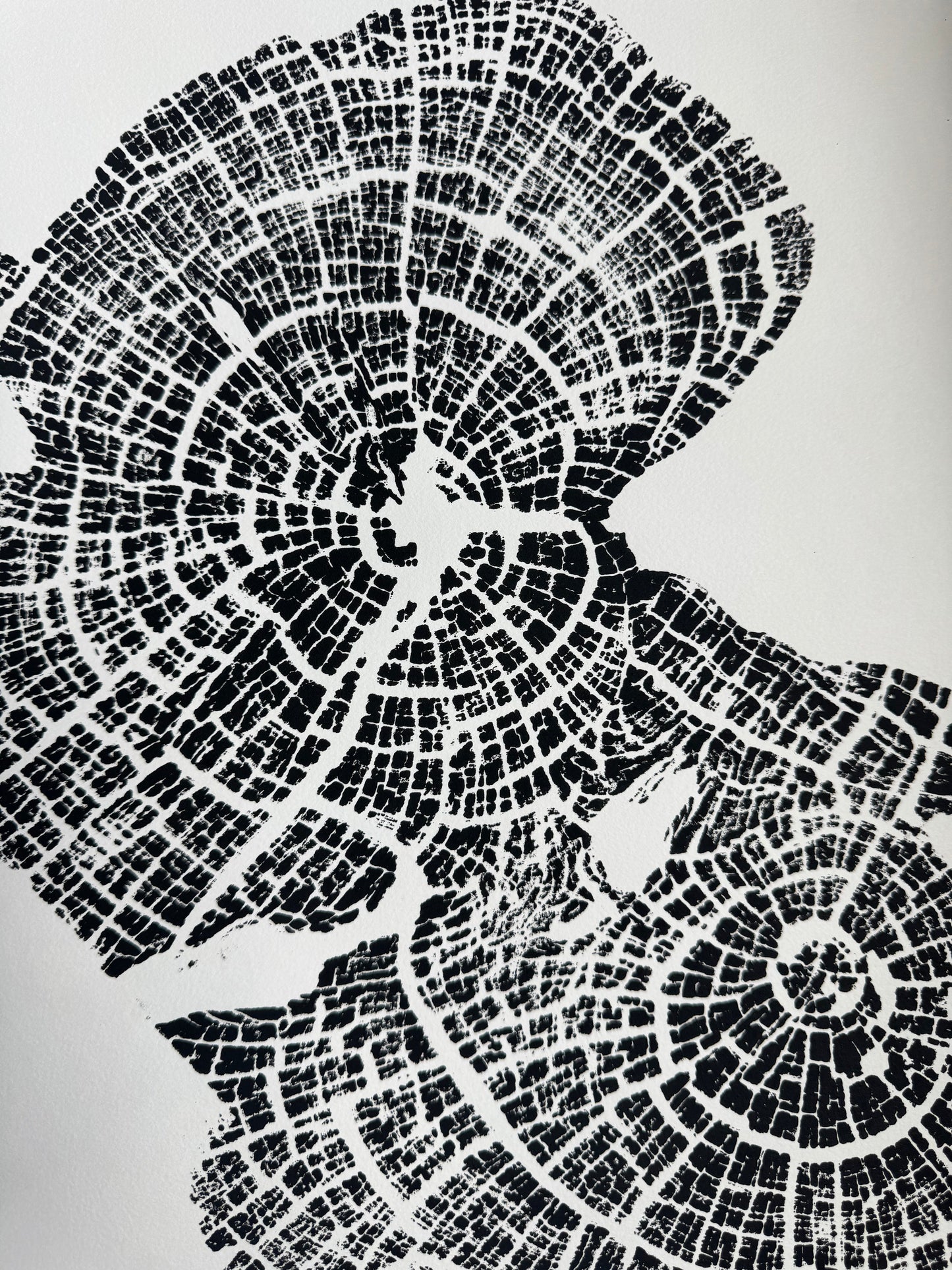 Old Growth Juniper Tree Ring Print – Boulder, Utah (Grand Staircase) – 24x36 Original Signed