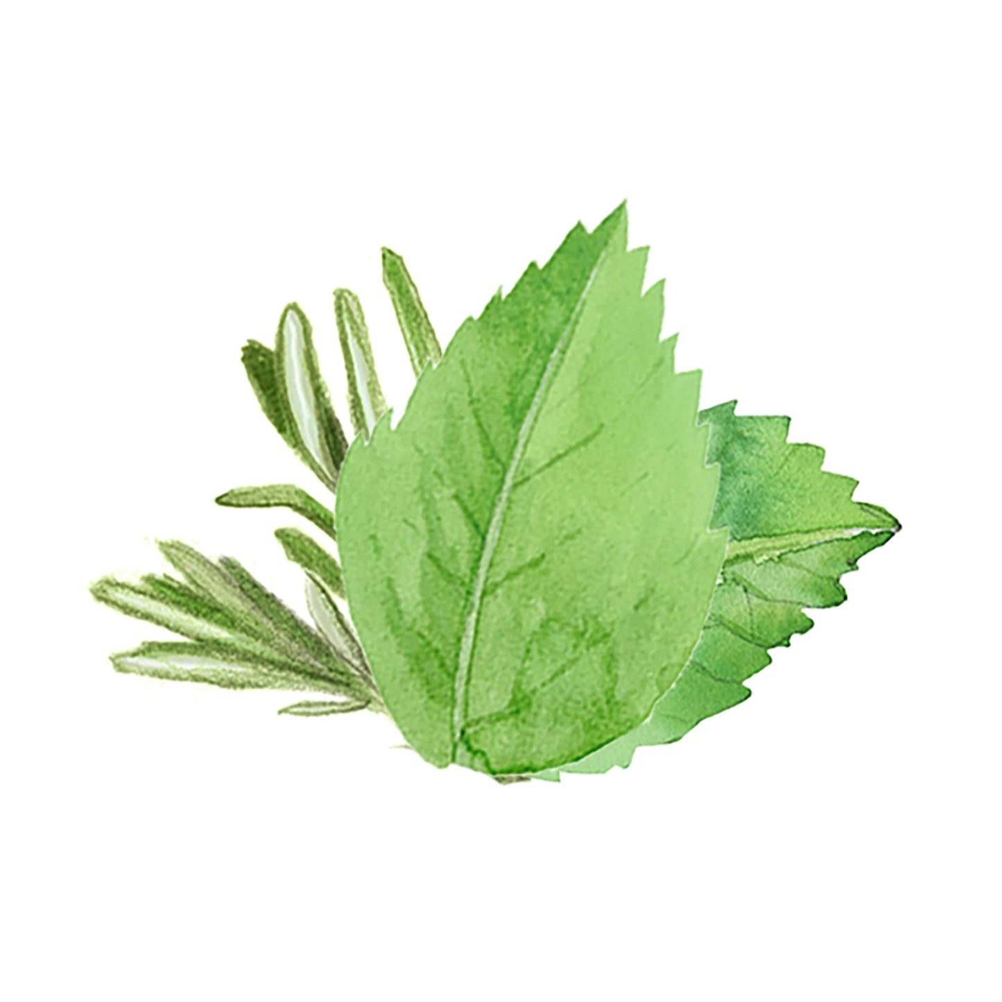 Rosemary & Mint Essential Oil Blend