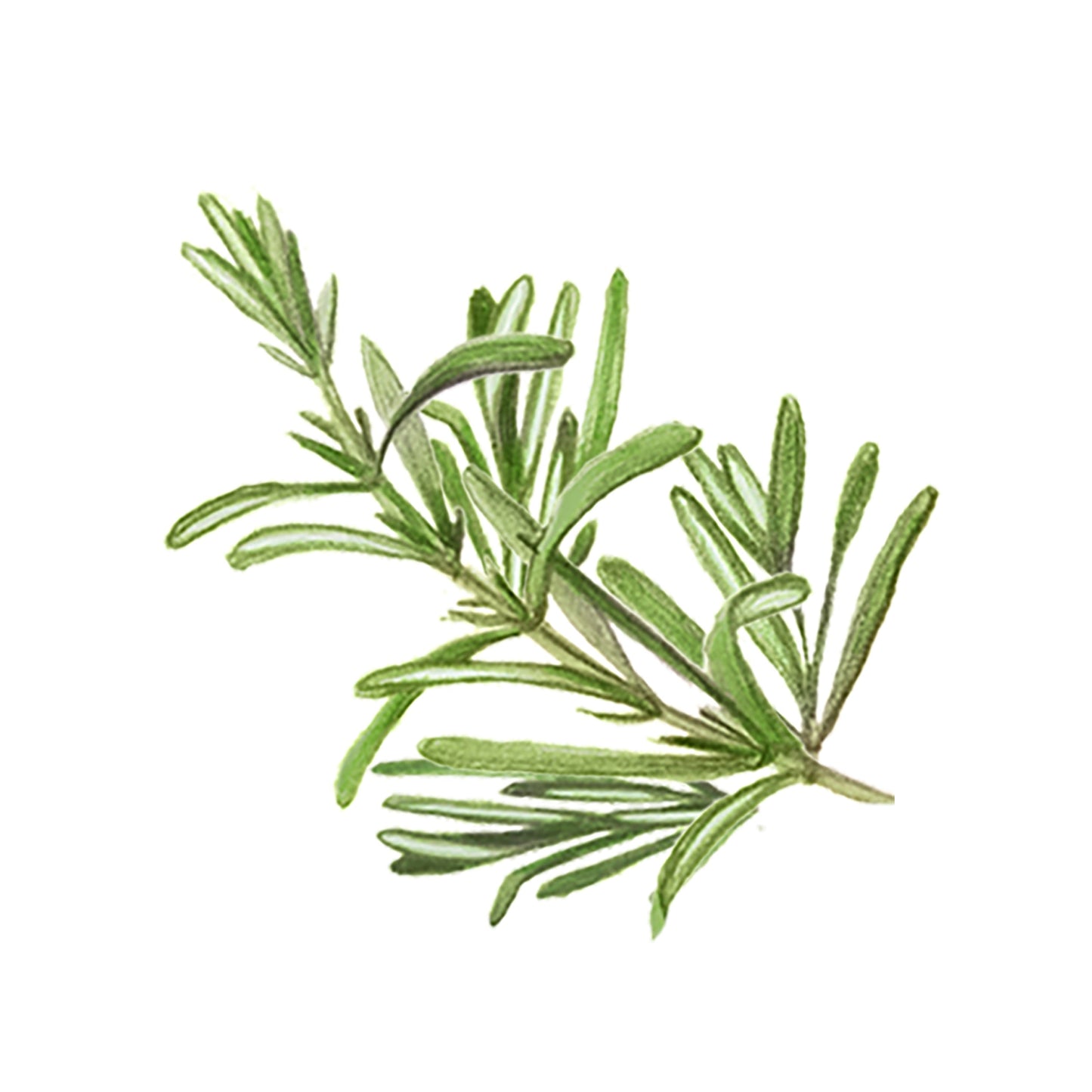 Rosemary Essential Oil