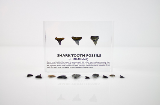 Shark Tooth Fossils
