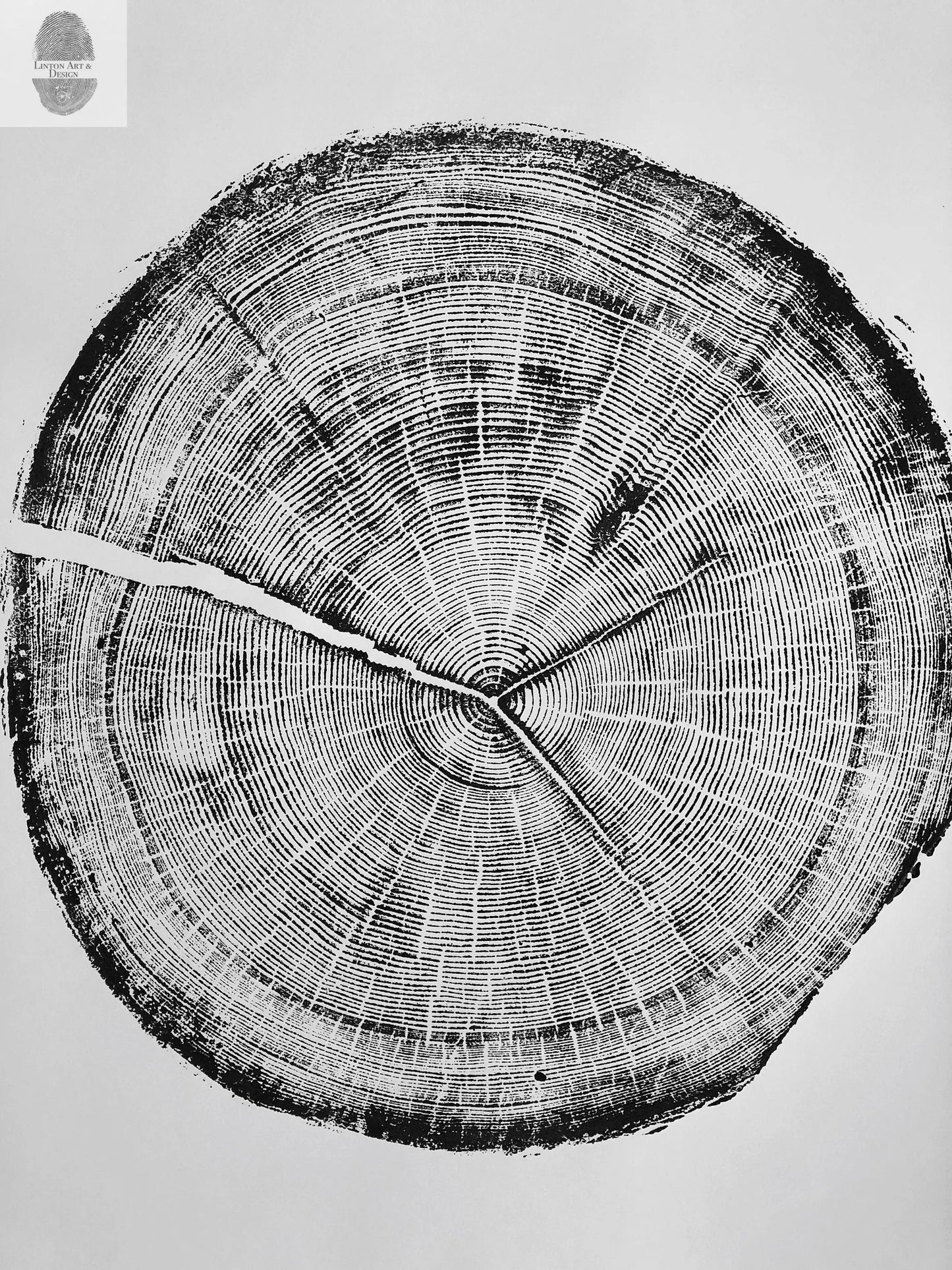 Snowbird Ski Resort, Cottonwood Canyon, Utah Douglas Fir- 24x36 print