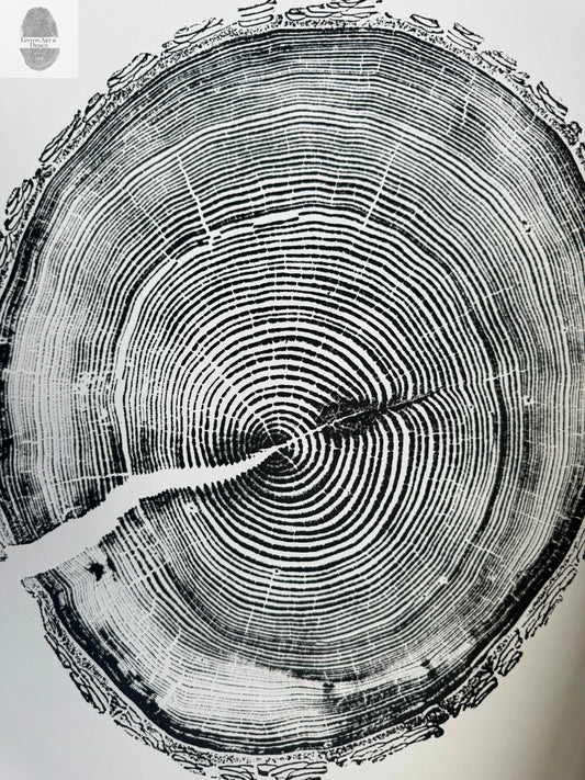 White Pine Tree Ring Impression – Taylor County, WI – 18x24 Signed Artwork