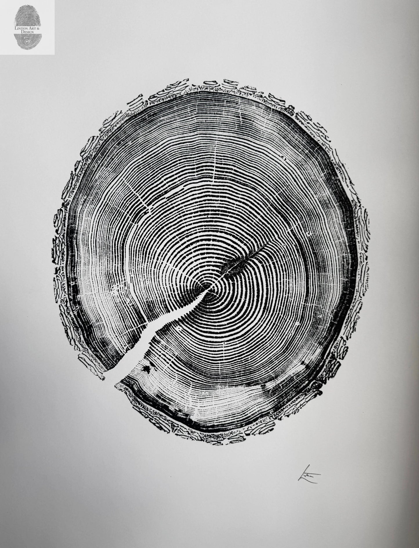 White Pine Tree Ring Impression – Taylor County, WI – 18x24 Signed Artwork
