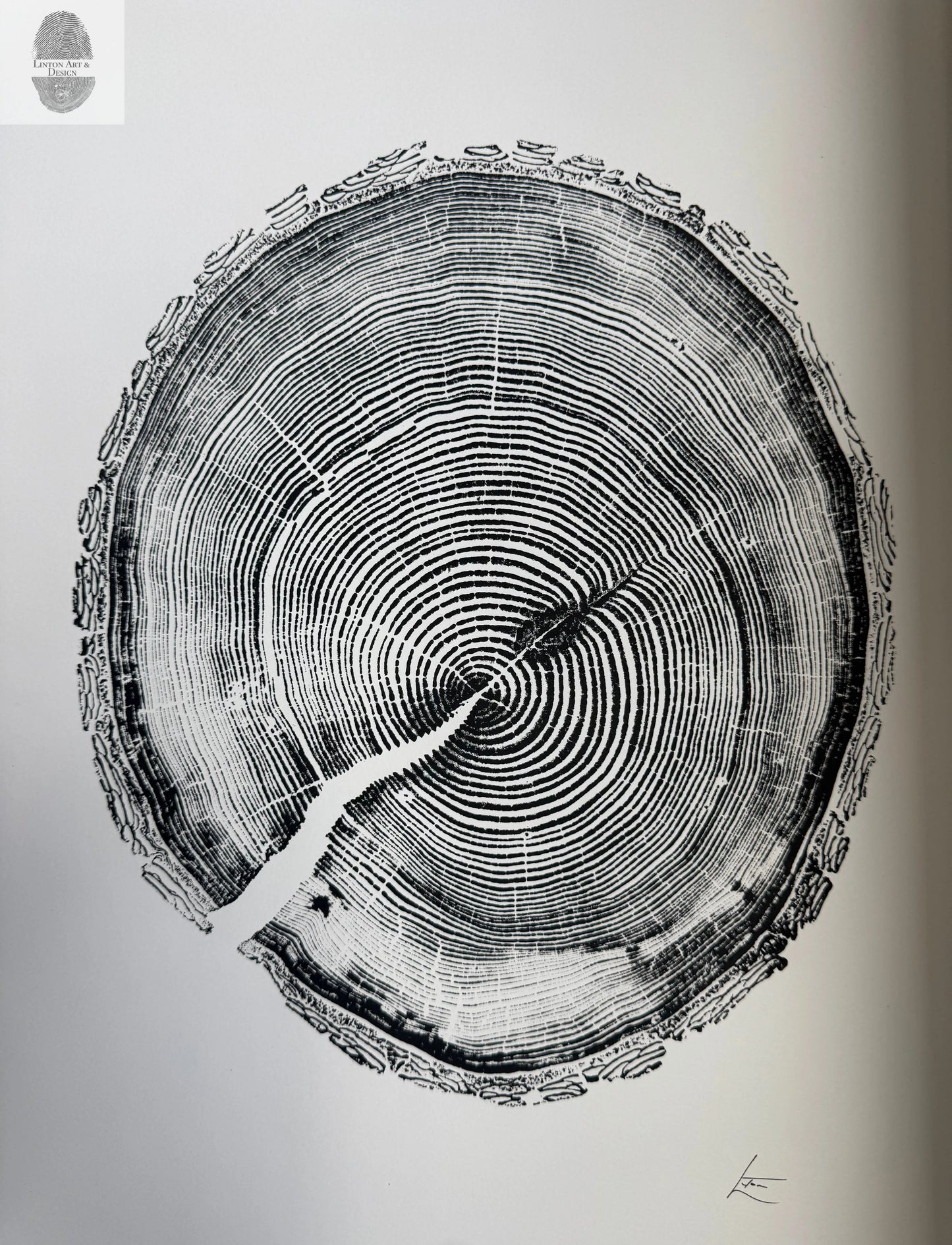 White Pine Tree Ring Impression – Taylor County, WI – 18x24 Signed Artwork