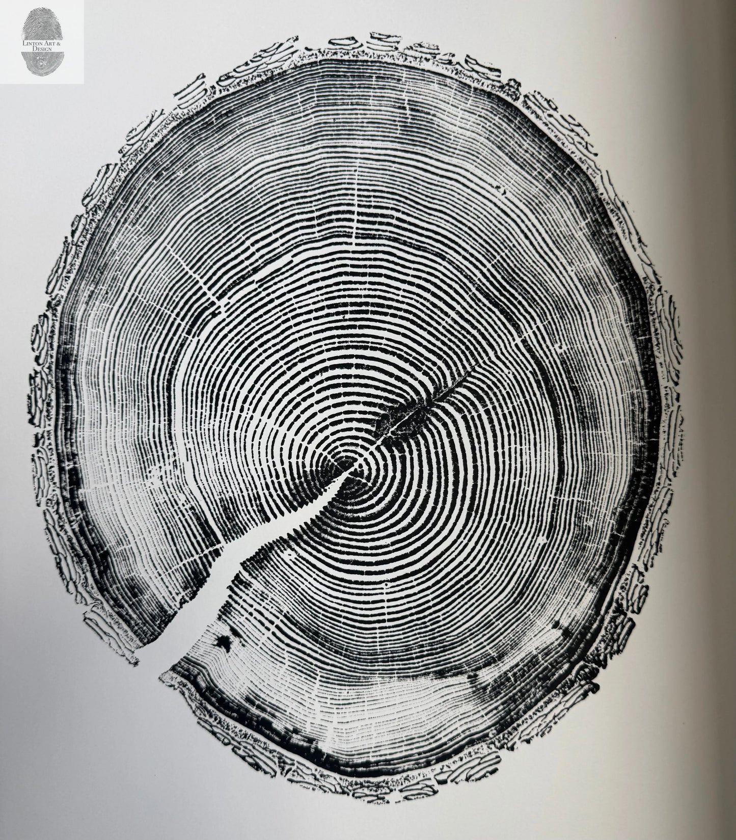 White Pine Tree Ring Impression – Taylor County, WI – 18x24 Signed Artwork