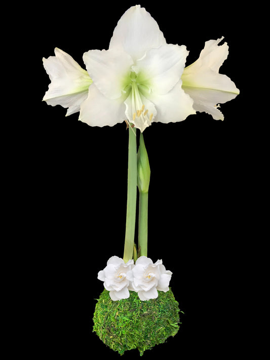 White Flower Moss Two White Gardenias Base 36+ 8 Bulbs/Case
