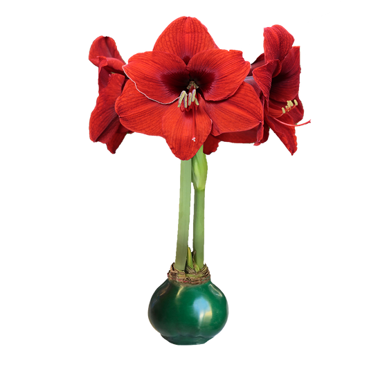 Red Flower Green Wax Base 36+ 18 Bulbs/Case
