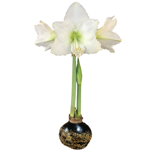 White Flower Black Base Gold Glitter 36+ 18 Bulbs/Case