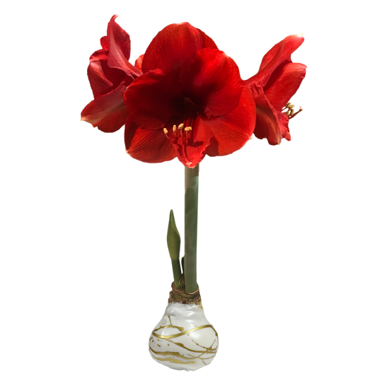 Red Flower Wax Gold Lacquer Splatter Base 36+ 18 Bulbs