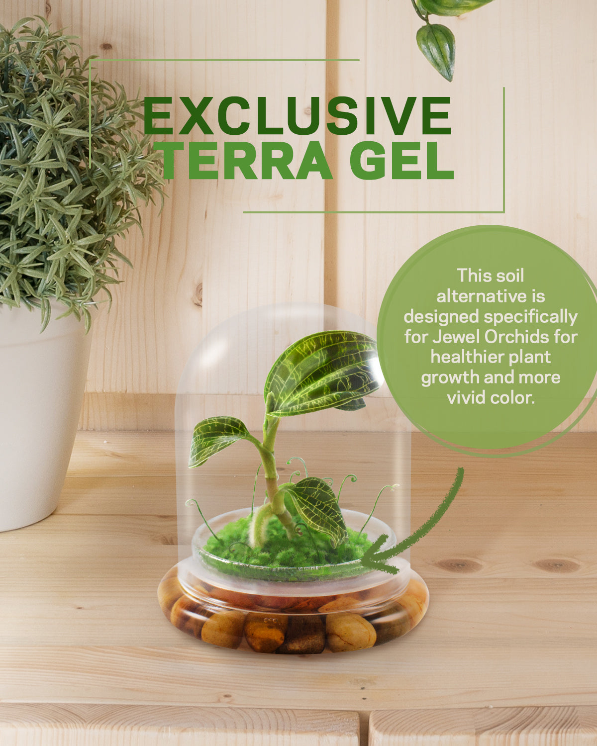 Jewel Orchid Terrarium, Macodes Petola, Great Unique Gift, 100% Growth Guarantee