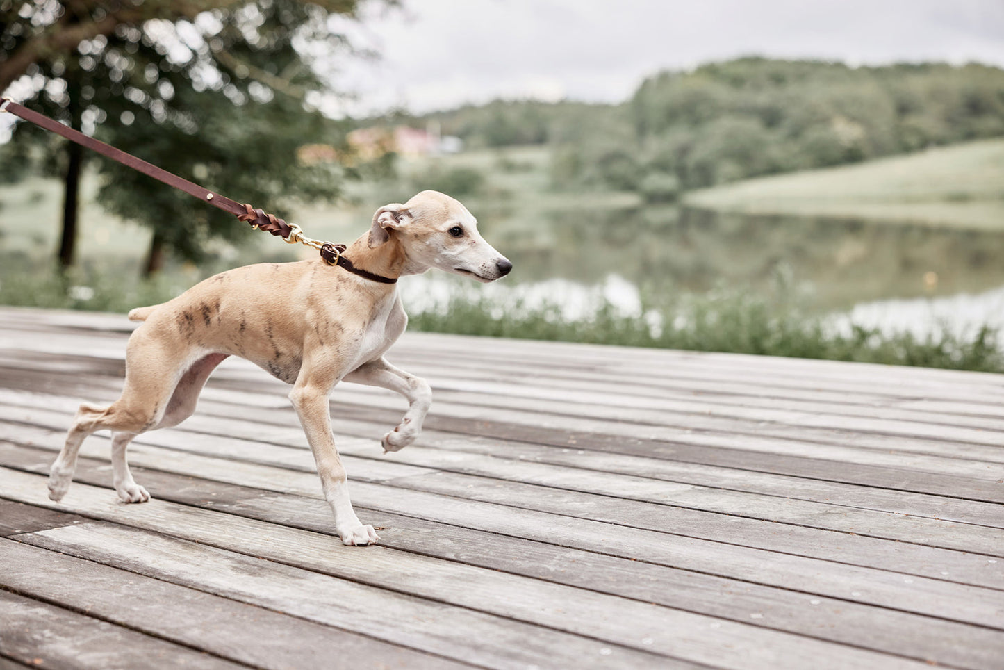 Robin Dog Collar Large - Choko