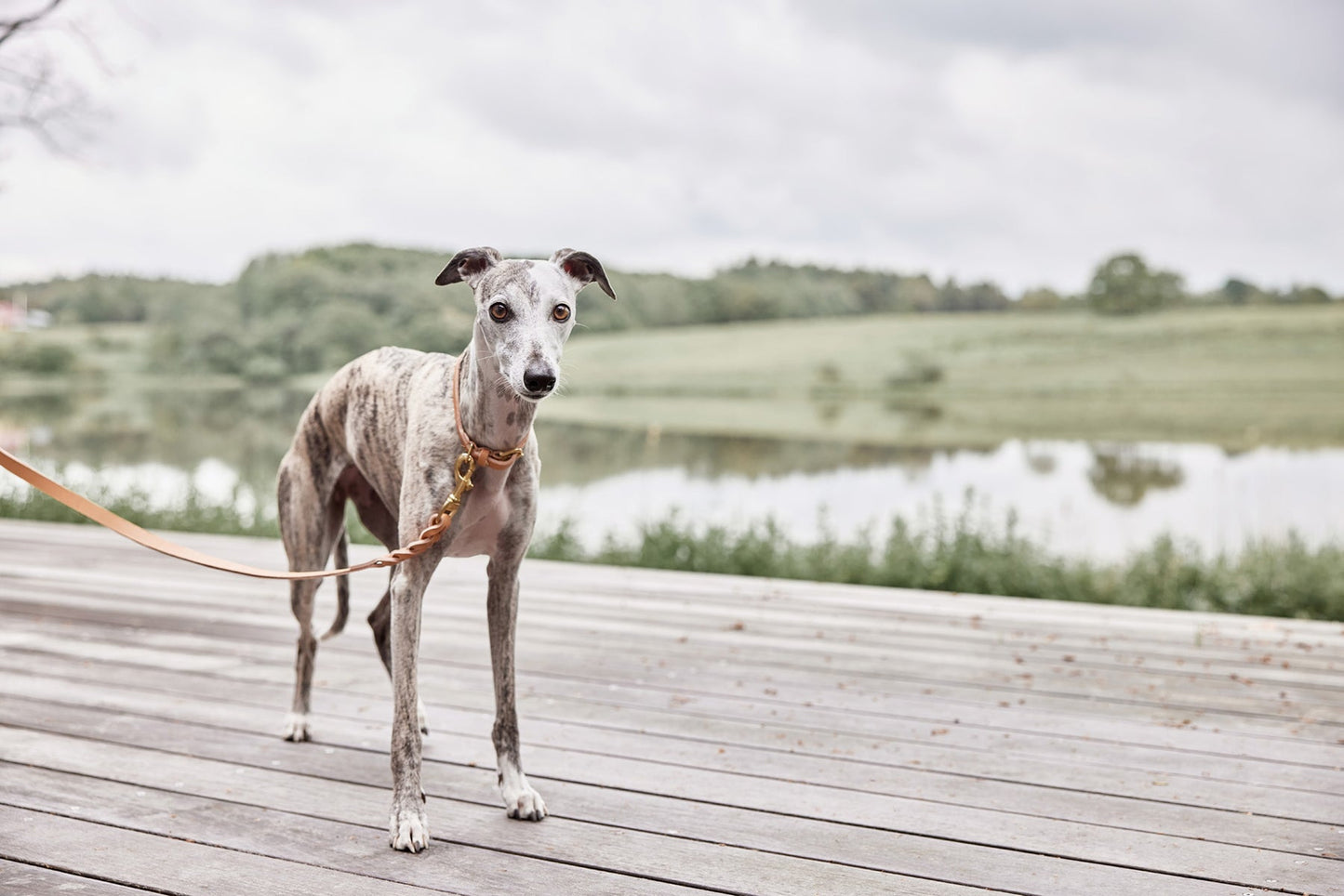 Robin Dog Collar Large - Natural