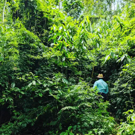Cardamom Extract | Alta Verapaz, Guatemala
