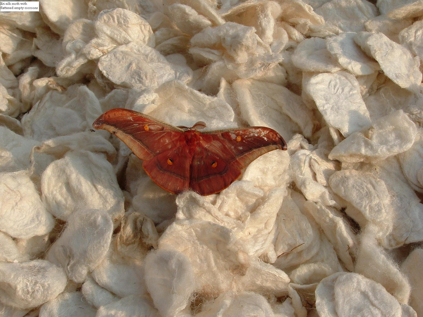 Striped Silk Pillow with Down-Alternative Insert – Handspun, Handwoven & Cruelty-Free