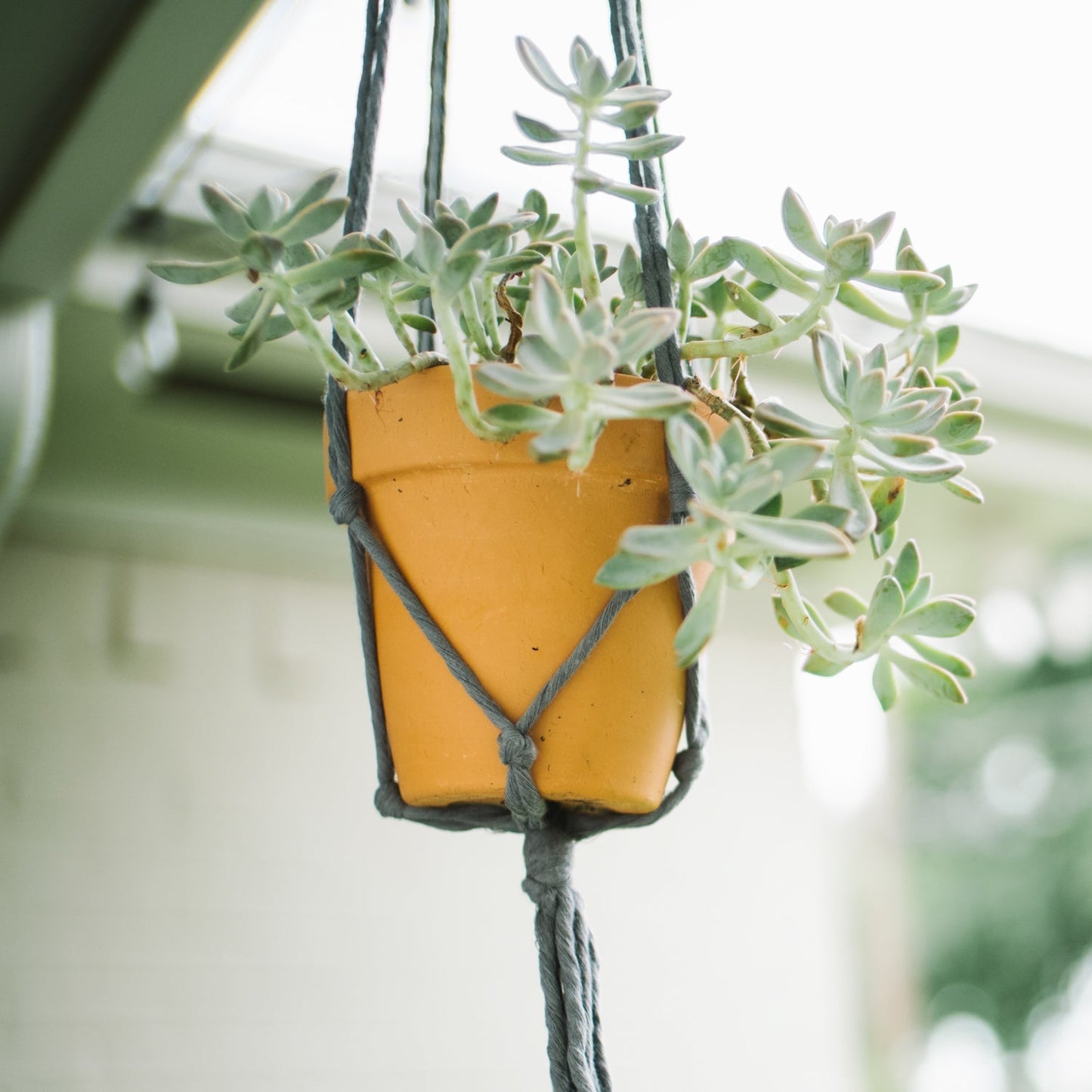 Flourish Plant Hanger in Greys