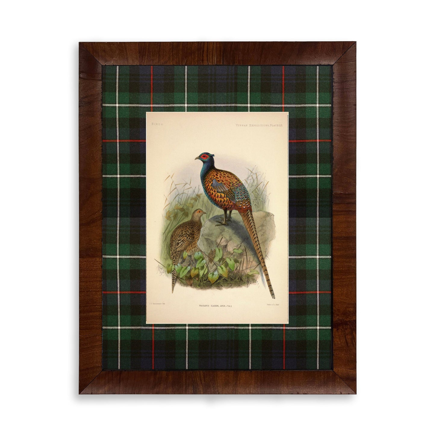 Pheasant Reproduction Print with Tartan Mat and Walnut Burl Frame