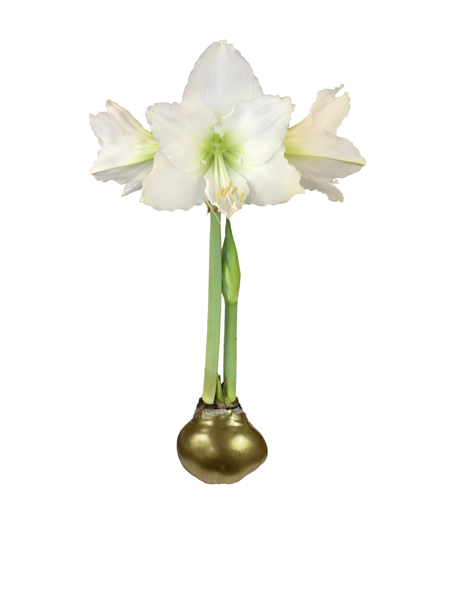 White Flower Gold Lacquer 36+ 18 Bulbs/Crate