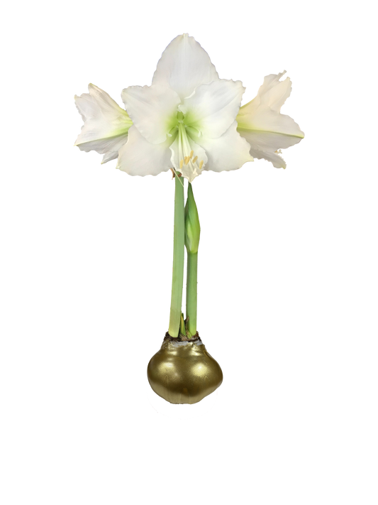 White Flower Gold Lacquer 36+ 18 Bulbs/Crate