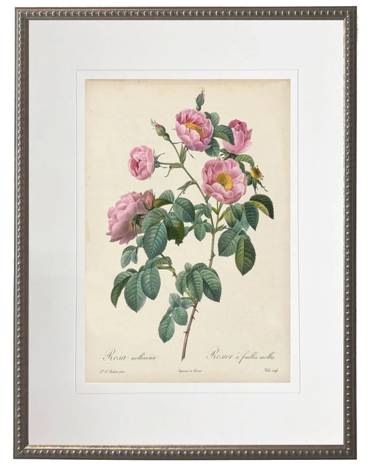Vintage pink rose print matted in a cream mat in a beaded pewter frame sized 16x20