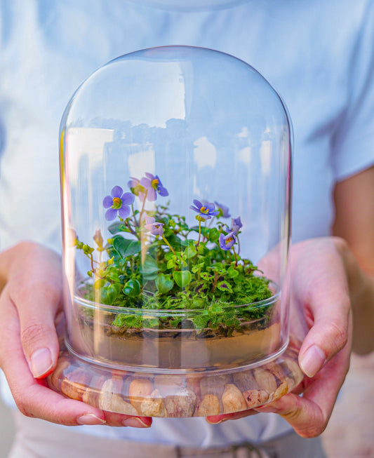 Bloomify Persian Violet lived in Terrarium Jar, real plants, a small oasis of greenery in the city, easy to grow and requiring minimal care, is a source of happiness in the home
