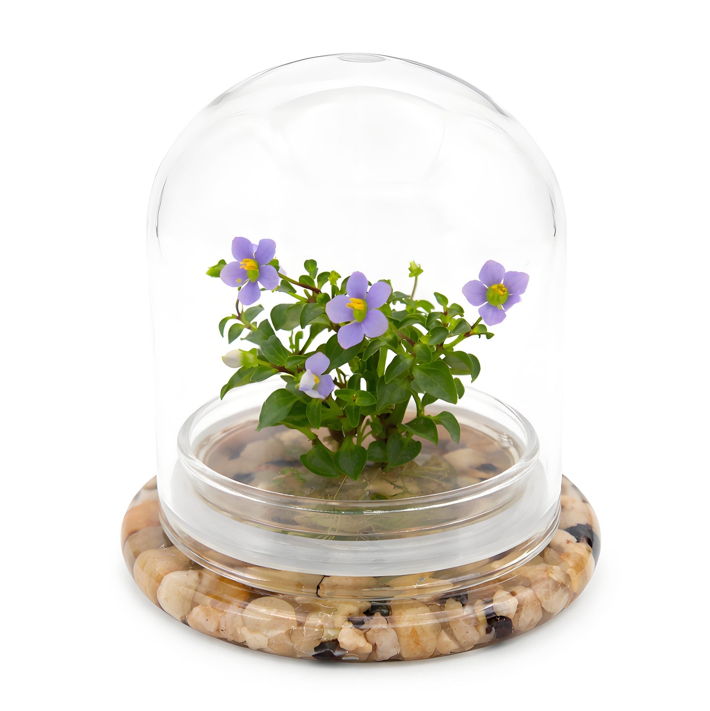 Persian Violet Terrarium, Elegant Live Flowering Plant Gift, Continuous Blooming, Self-Growing, No-Watering, Zero-Maintenance Indoor Glass Décor