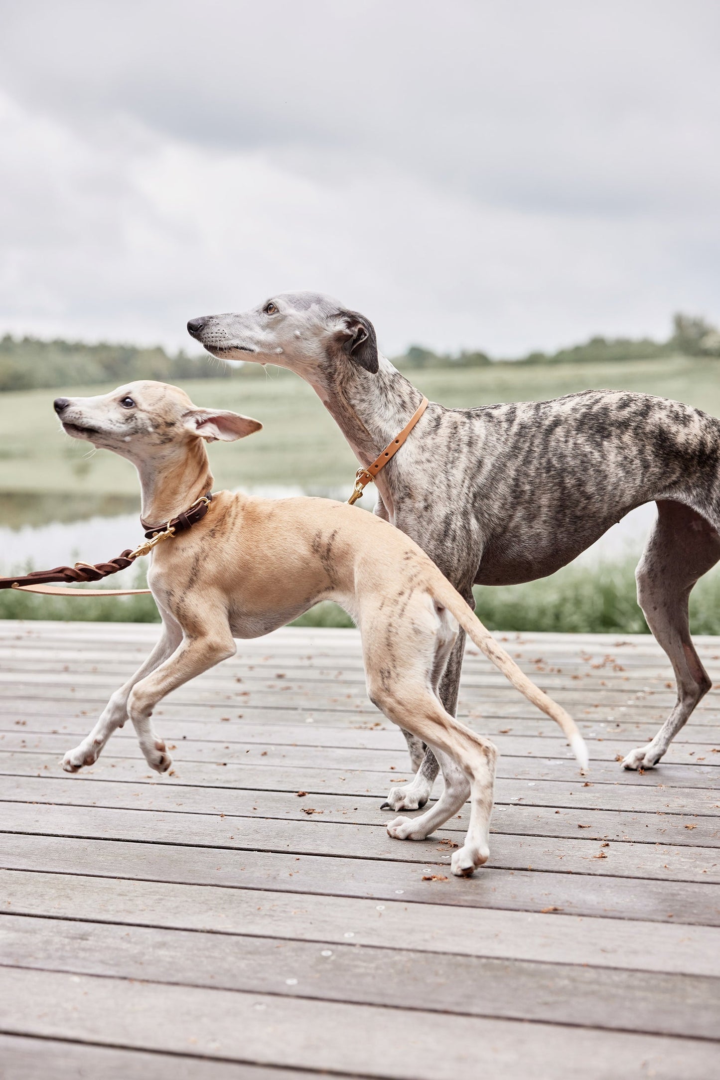 Robin Dog Collar Extra Large - Natural