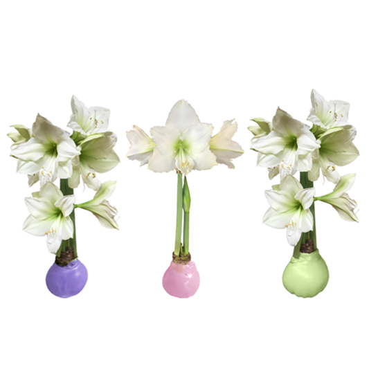 Spring Trio Mixed Crate 34+ 18 Bulbs/Crate