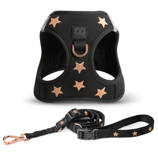 City Leash Set - Rockstar