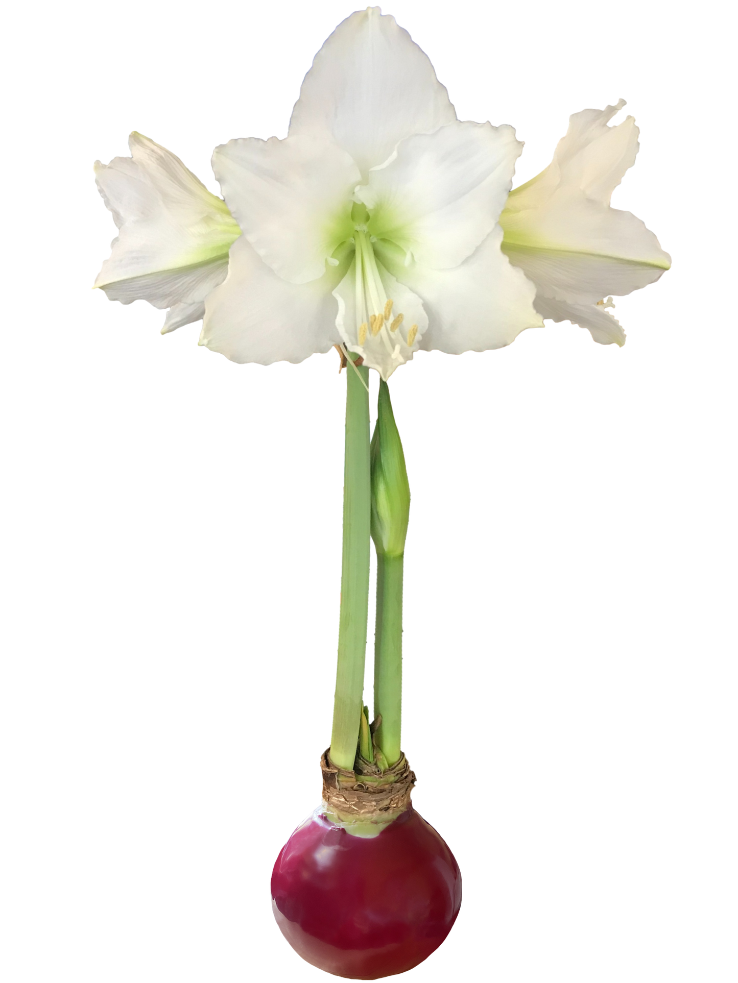 White Flower Burgundy Wax Base 36+ 18 Bulbs/Case