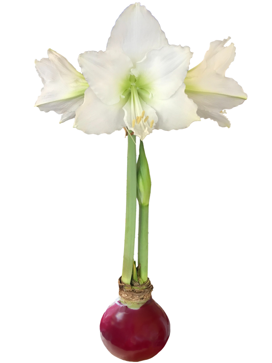 White Flower Burgundy Wax Base 36+ 18 Bulbs/Case