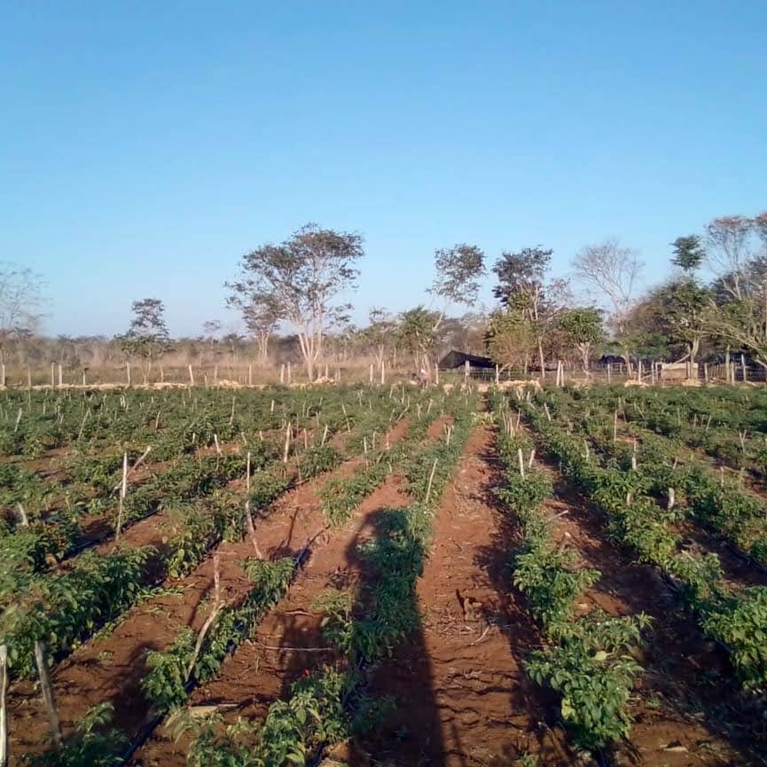 Cobanero Chili | Cobán, Guatemala